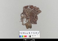 藏品(中國湖北皮影戲偶頭-生)的圖片